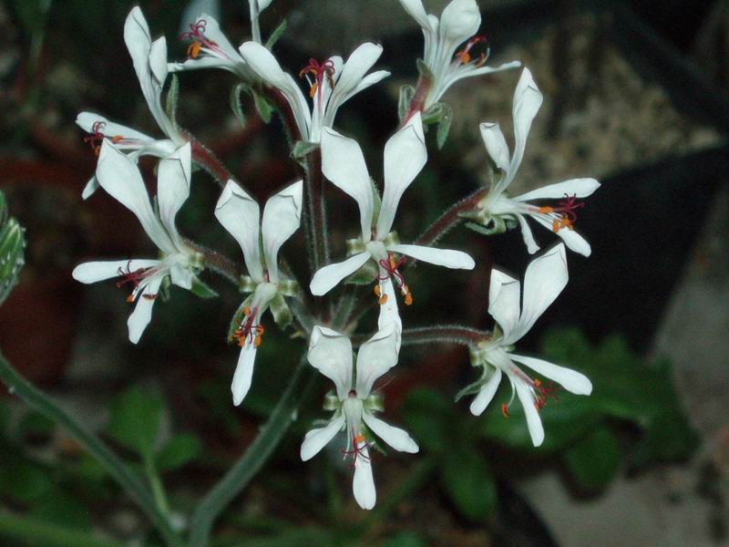 Pelargonium campestre 