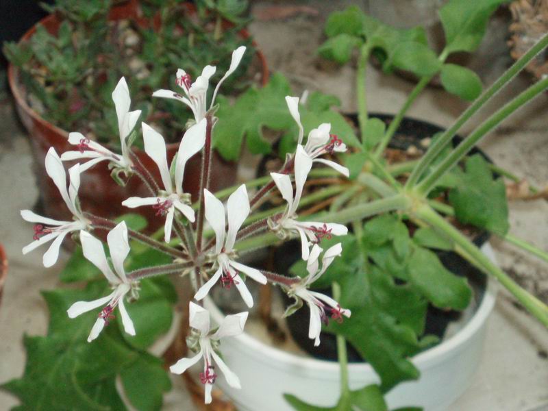 Pelargonium campestre 