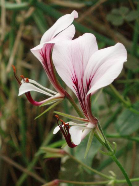 Pelargonium tetragonum 