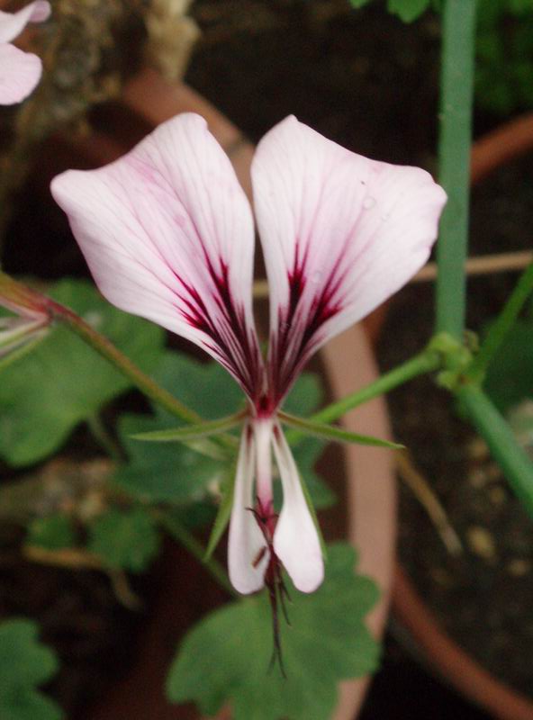 Pelargonium tetragonum 