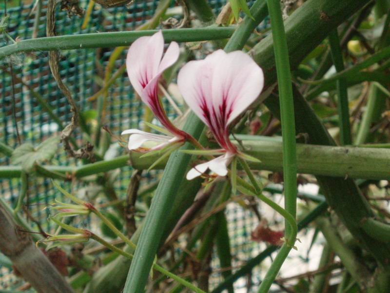 Pelargonium tetragonum 