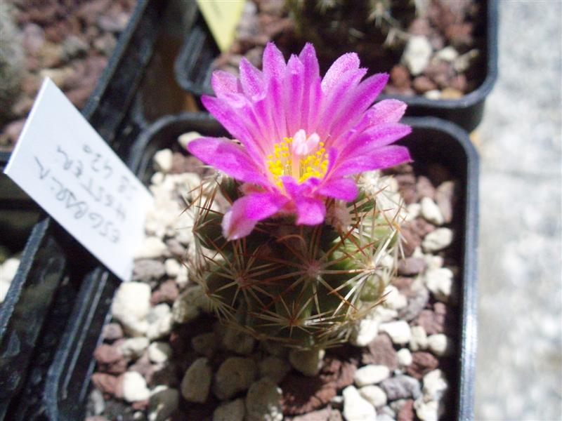 Escobaria hesteri 