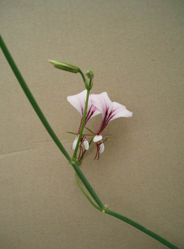 Pelargonium tetragonum 