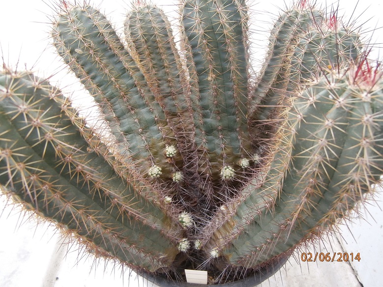 Echinocereus  durangensis 