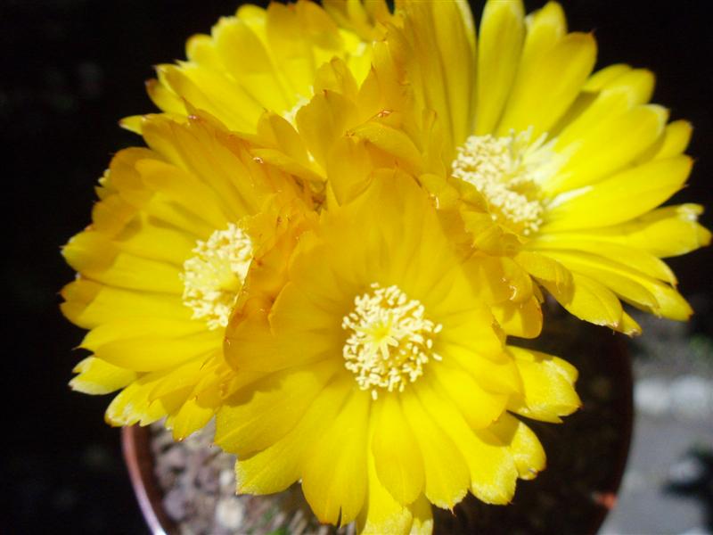 Parodia mutabilis 