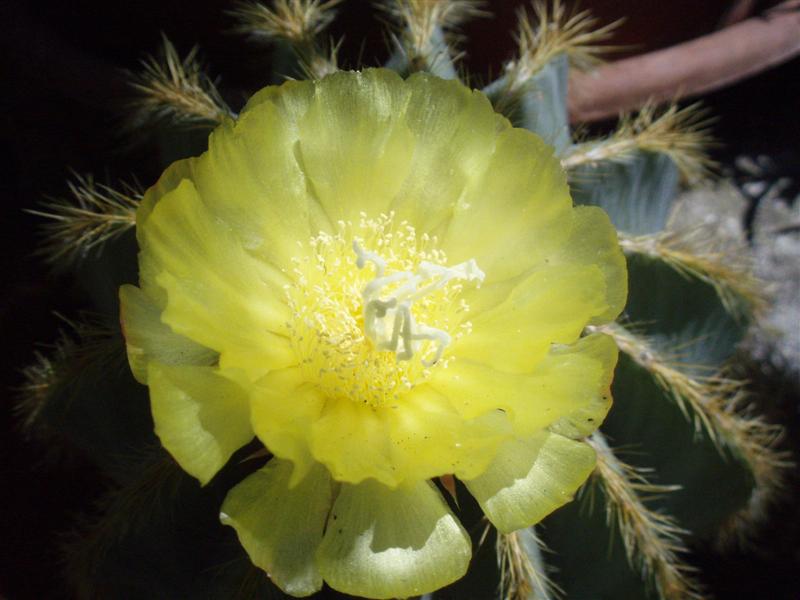 Notocactus magnificus 