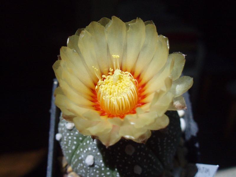 Astrophytum asterias 