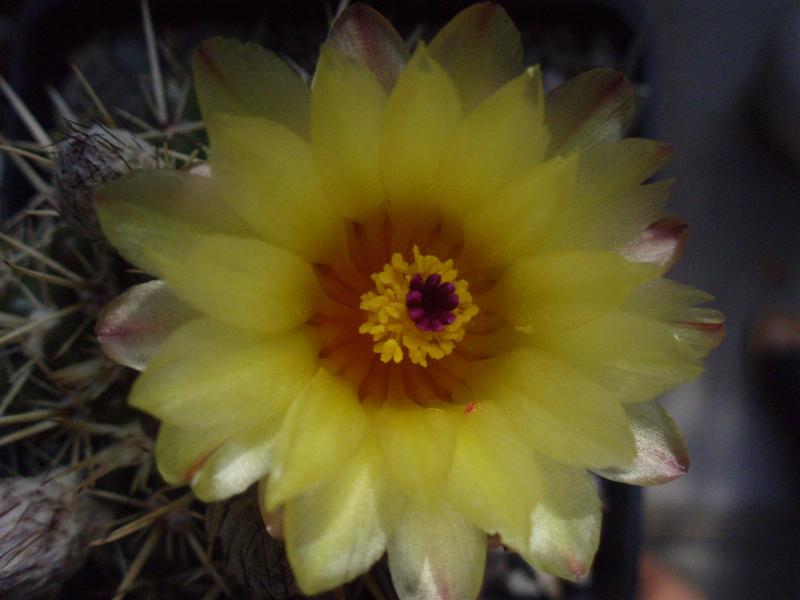 Notocactus mammulosus 