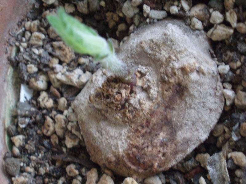 Dorstenia benguellensis 