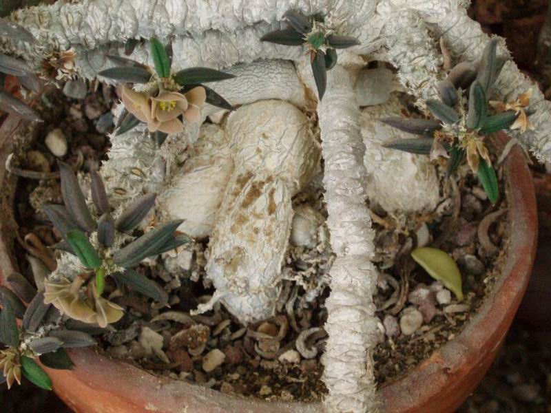 Euphorbia cylindrifolia ssp. tuberifera 