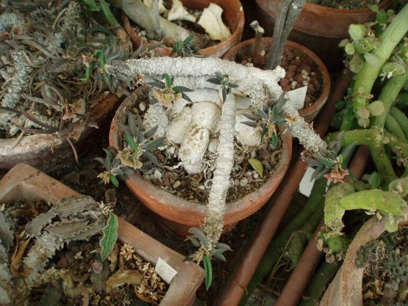 Euphorbia cylindrifolia ssp. tuberifera 