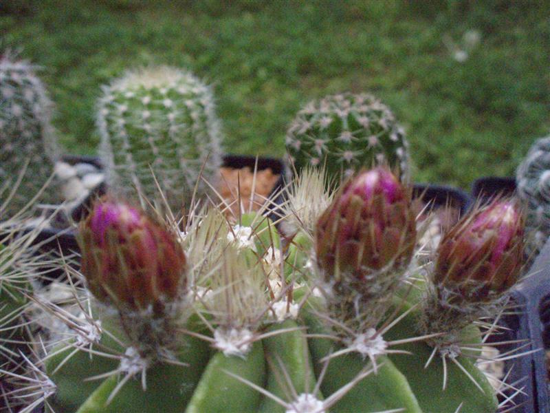 Acanthocalycium spiniflorum 