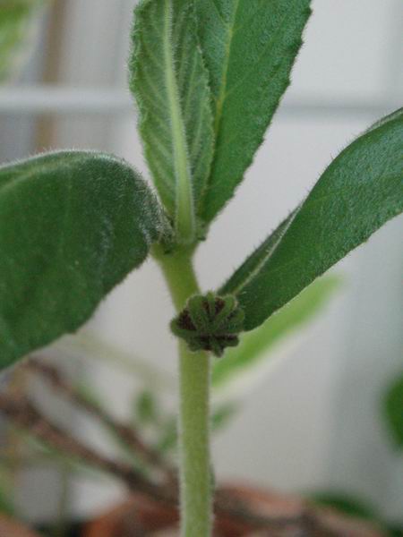 Dorstenia benguellensis 