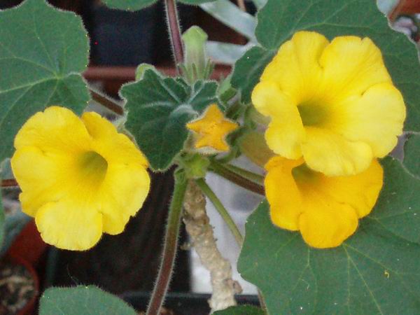 Uncarina roeoesliana 