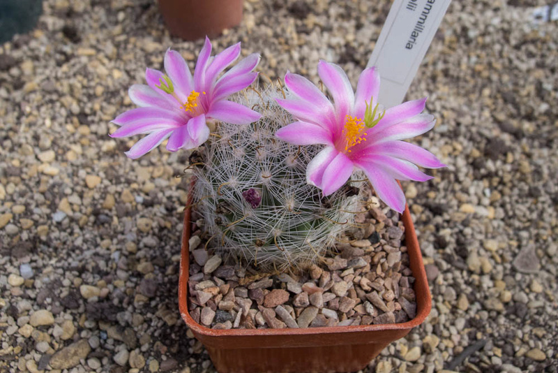 Mammillaria boolii MBF 180