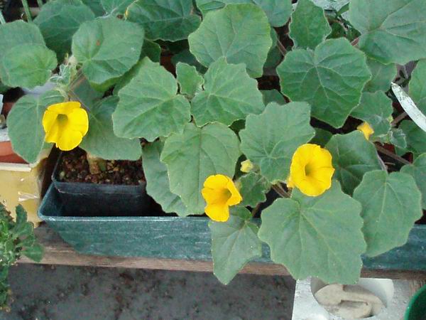 Uncarina roeoesliana 