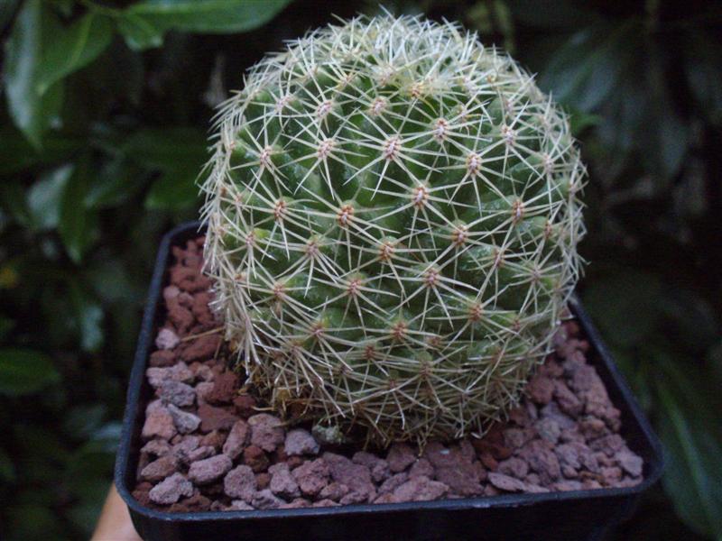 Mammillaria napina 