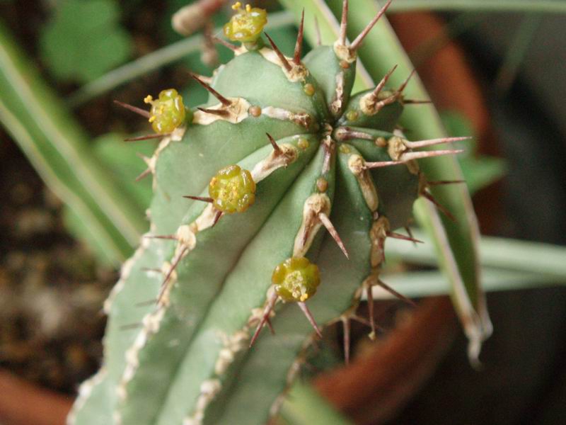 Euphorbia handiensis 