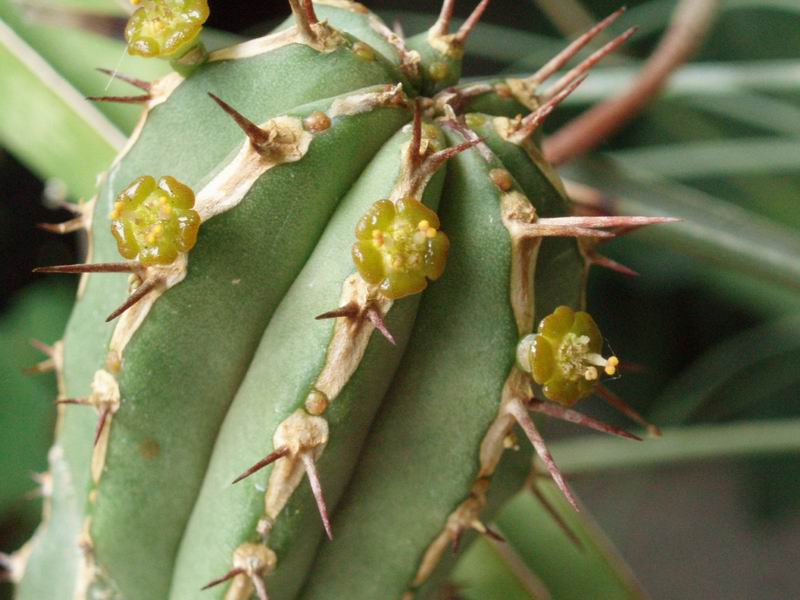 Euphorbia handiensis 