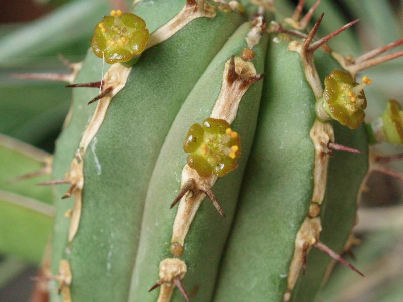 Euphorbia handiensis 