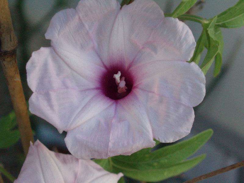 Ipomoea platensis 