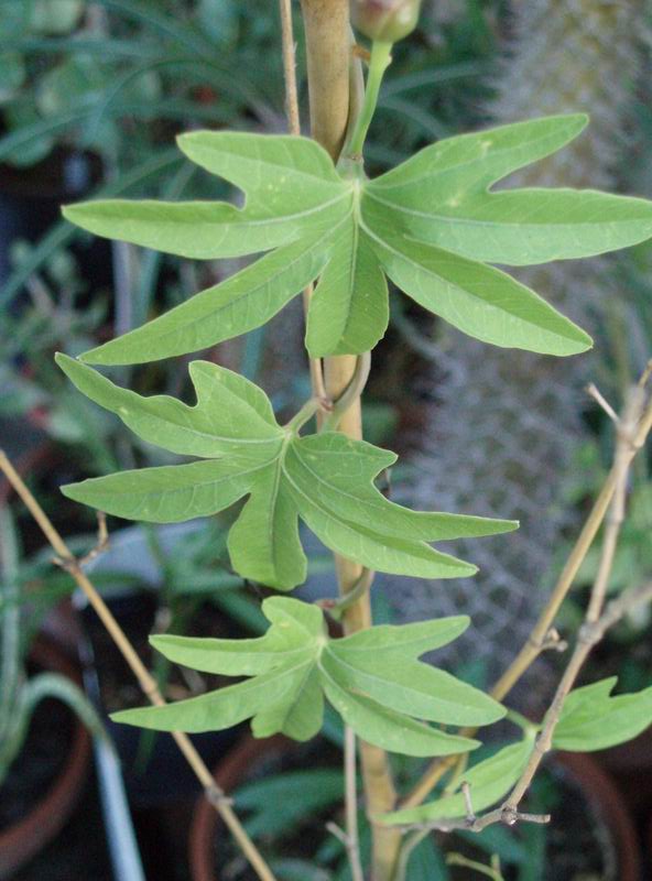 Ipomoea platensis 