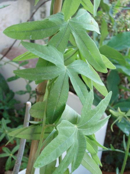 Ipomoea platensis 