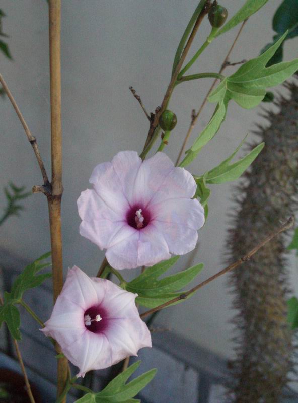 Ipomoea platensis 