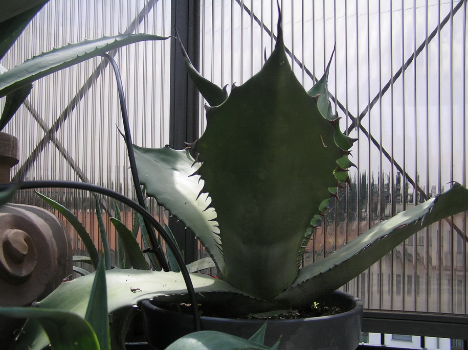 Agave ragusae 