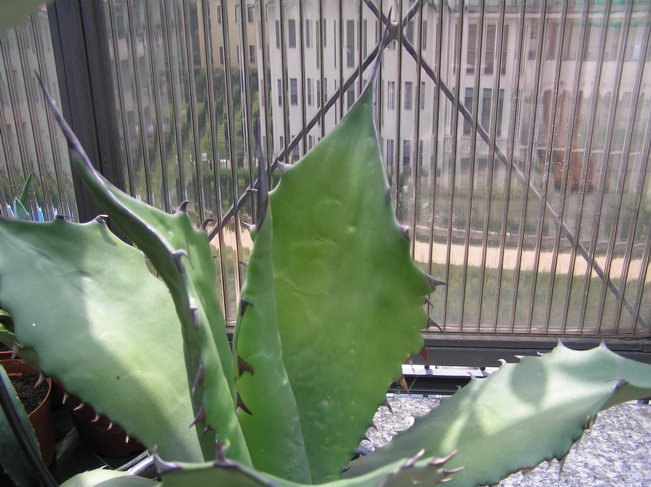 Agave ragusae 