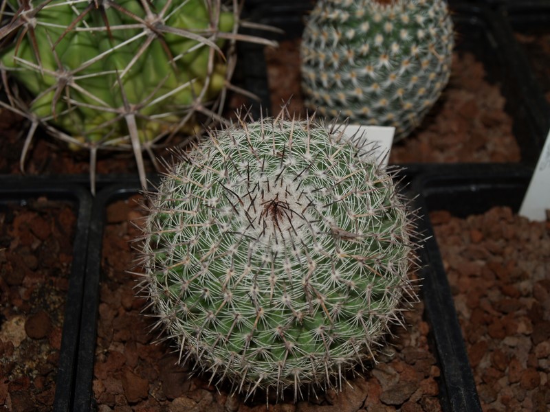 Mammillaria chionocephala 