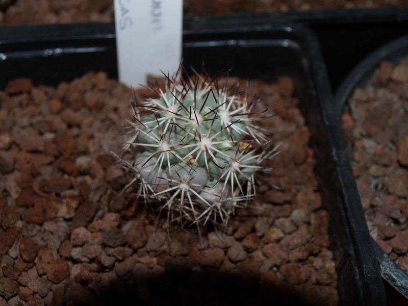 Mammillaria schumannii v. globosa 