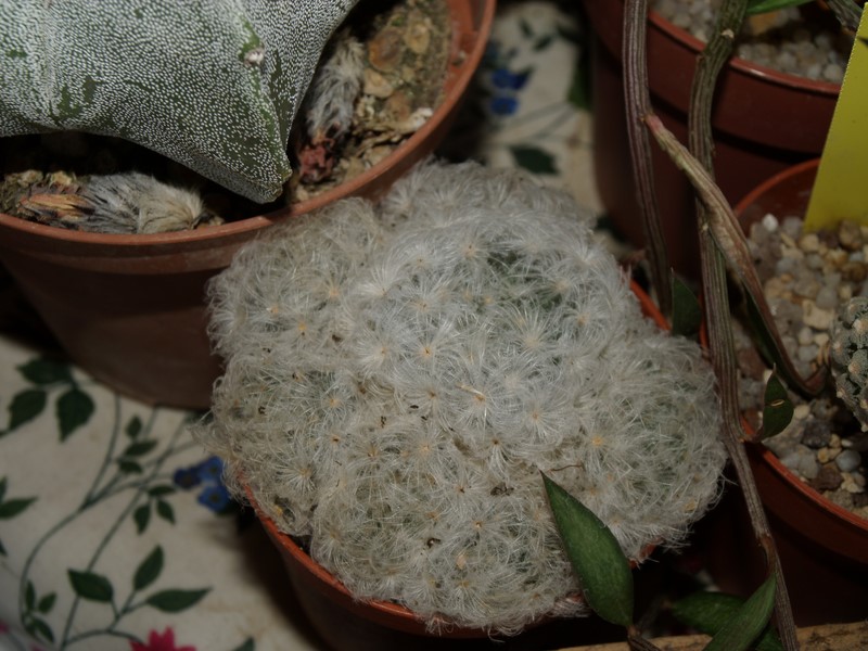 Mammillaria plumosa 