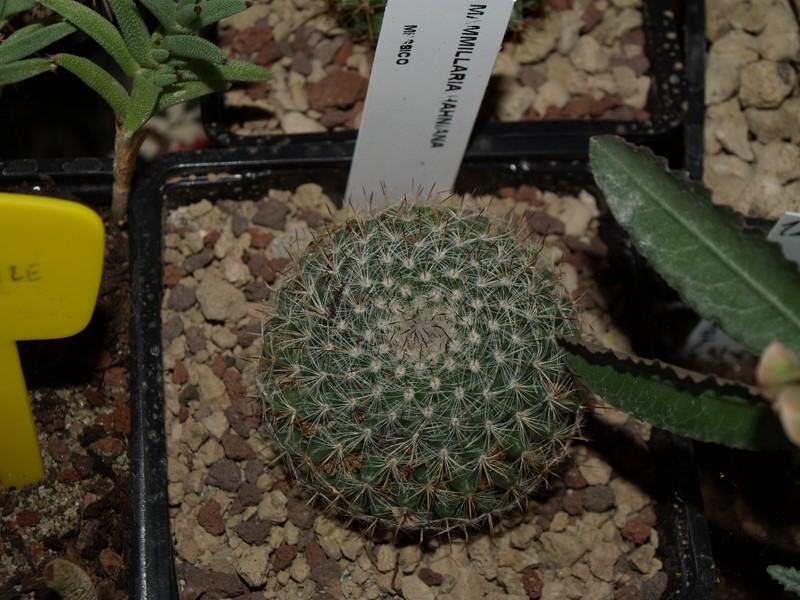 Mammillaria hahniana 