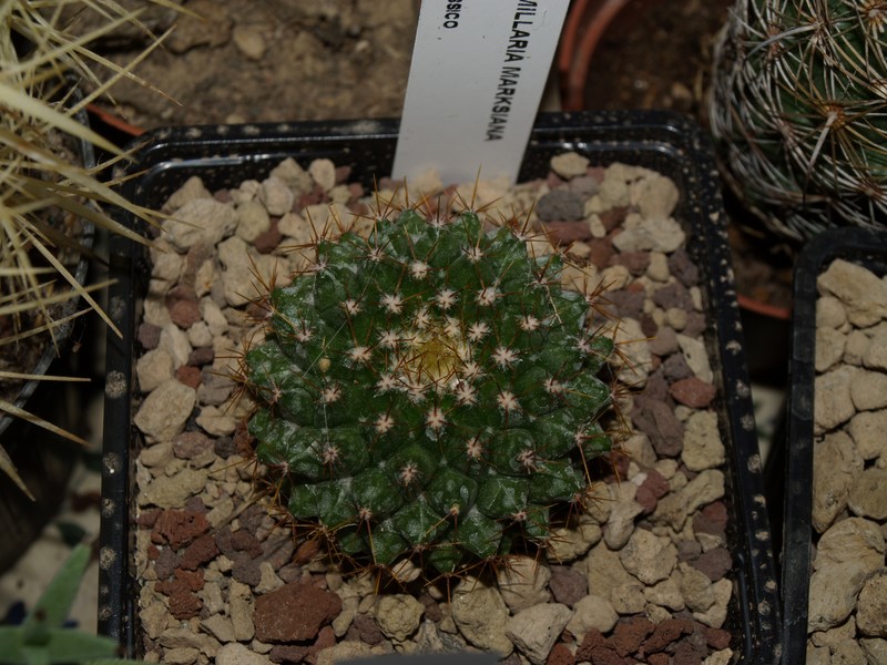 Mammillaria marksiana 