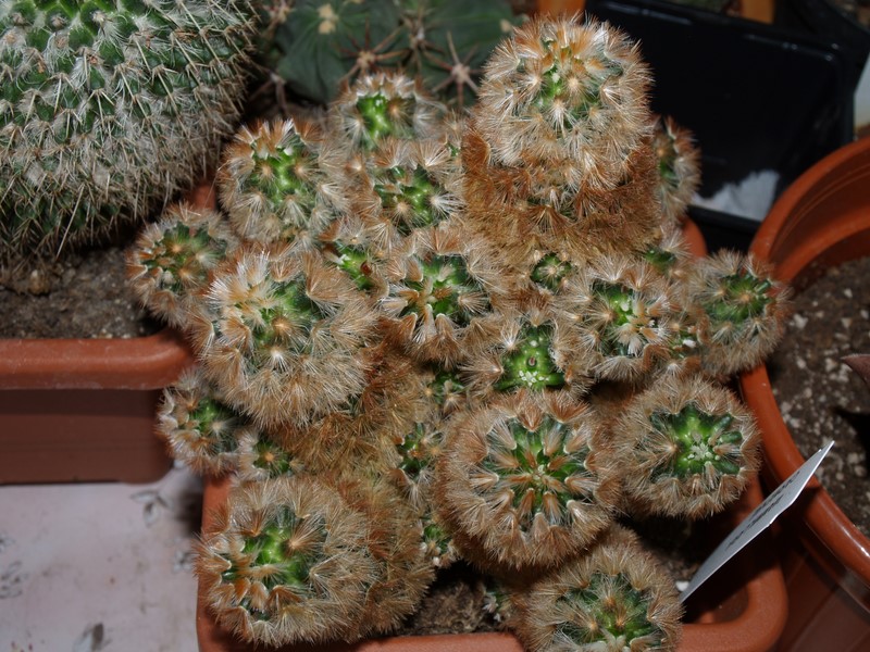 Mammillaria carmenae 