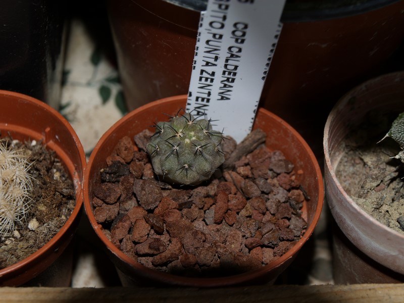 Copiapoa calderana 