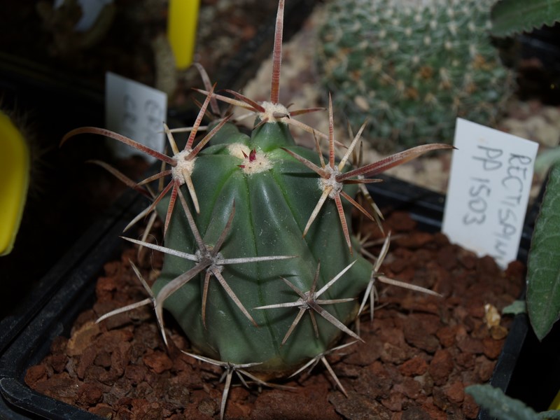 ferocactus rectispinus