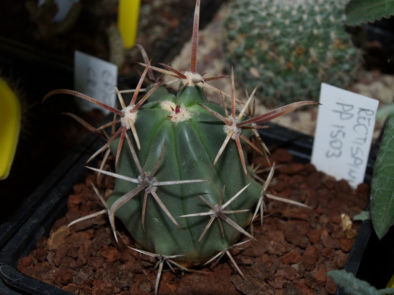 Ferocactus rectispinus 