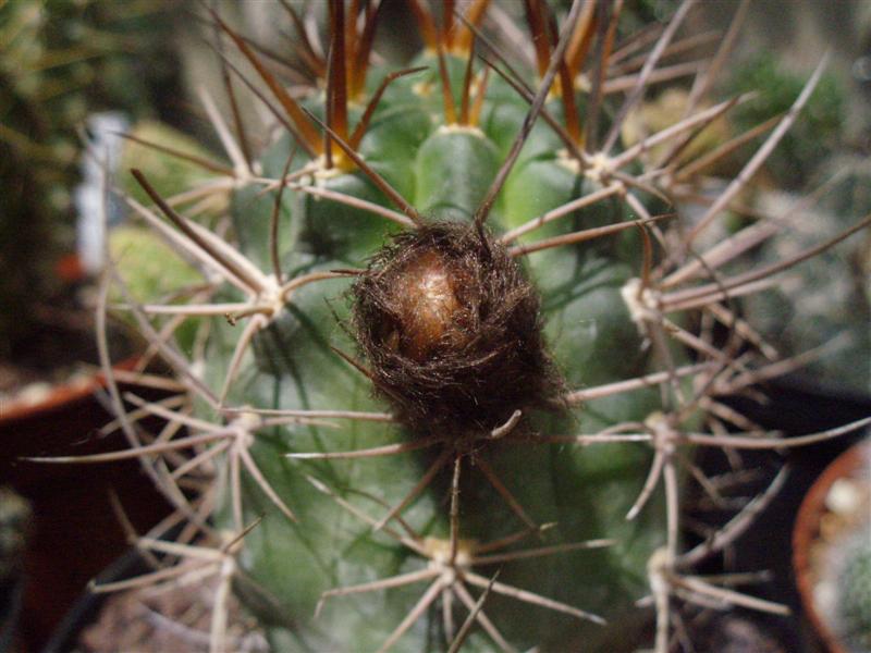 Lobivia haematantha v. hualfinensis 