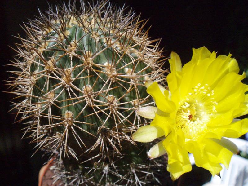 acanthocalycium thionanthum v. brevispinum