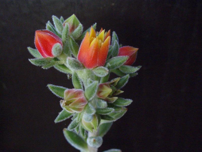 Echeveria setosa 