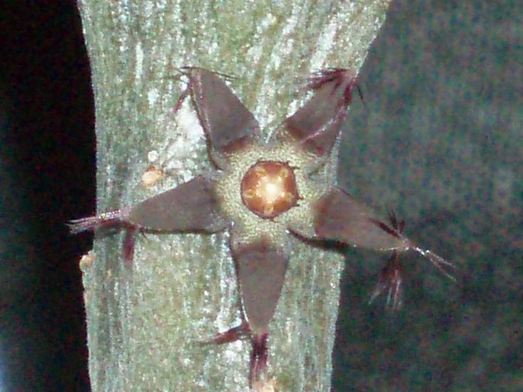 Rhytidocaulon ciliatum 