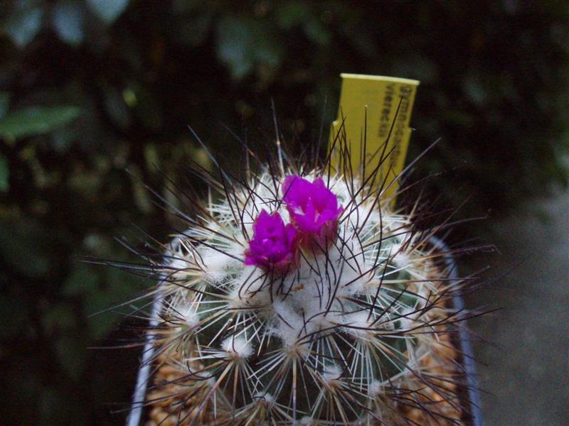 Turbinicarpus viereckii 