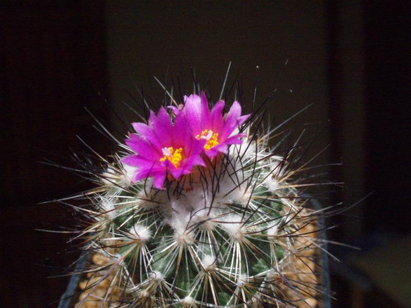 Turbinicarpus viereckii 