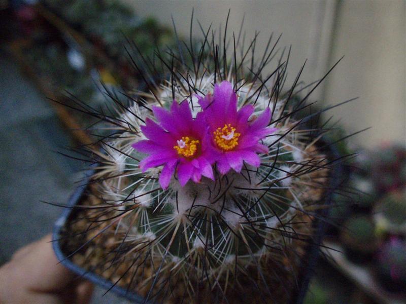 Turbinicarpus viereckii 