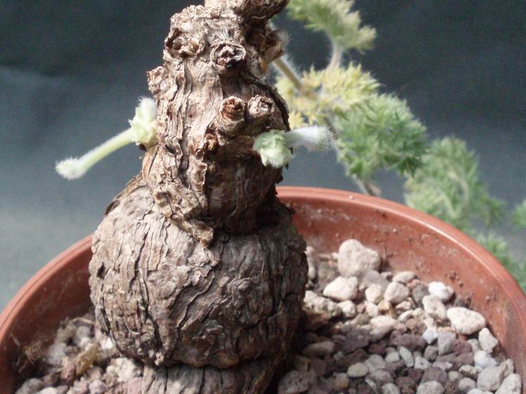 Pelargonium triste 