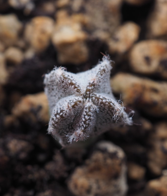 Astrophytum myriostigma 