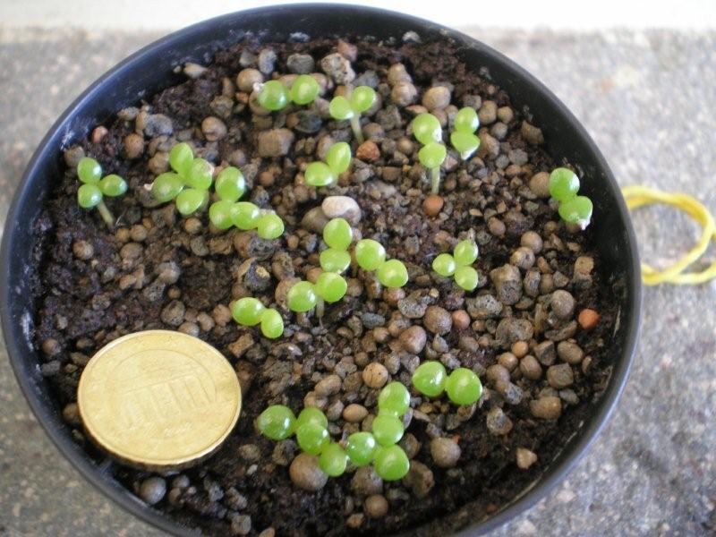 plantule anacampseros telephiastrum  