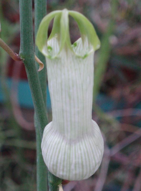 Ceropegia ampliata 